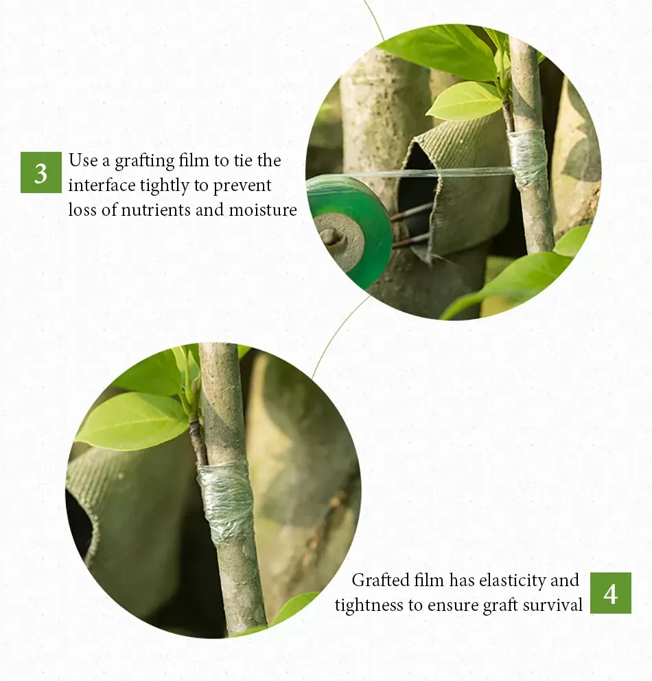 Garden Tools Fruit Tree Secateurs Engraft Branch Gardening Bind Belt PVC Tie Tape Grafting Grafted Film 2CM/2.5CM/3CM